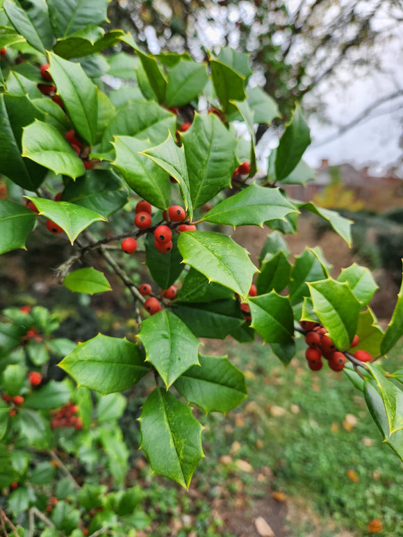 Holly Foliage and Berries Branch