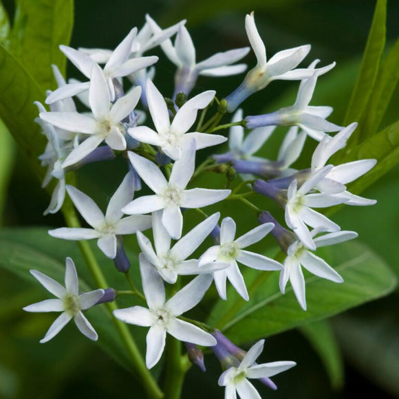 Blue Star (Amsonia tabernae-montana) Plant Division