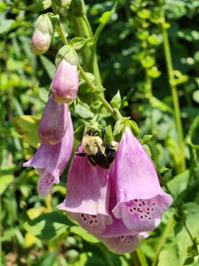 Foxglove Plant - 6 pack