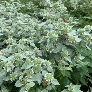 Mountain Mint (Pycnanthemum muticum)