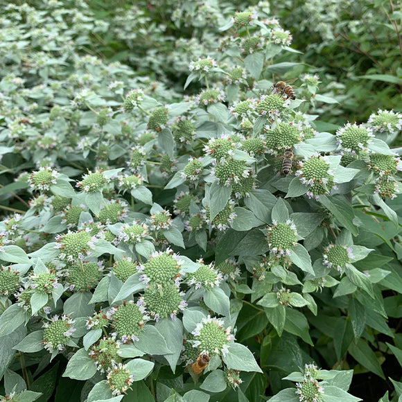 Mountain Mint (Pycnanthemum muticum)